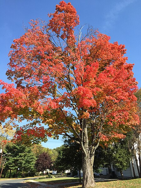 File:2015-10-21 13 20 10 Sugar Maple during autumn along Patton Drive in Ewing, New Jersey.jpg