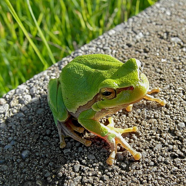 File:Восточная квакша - Hyla orientalis - Oriental Tree Frog (Shelkovnikov's Tree Frog) (30439640126).jpg