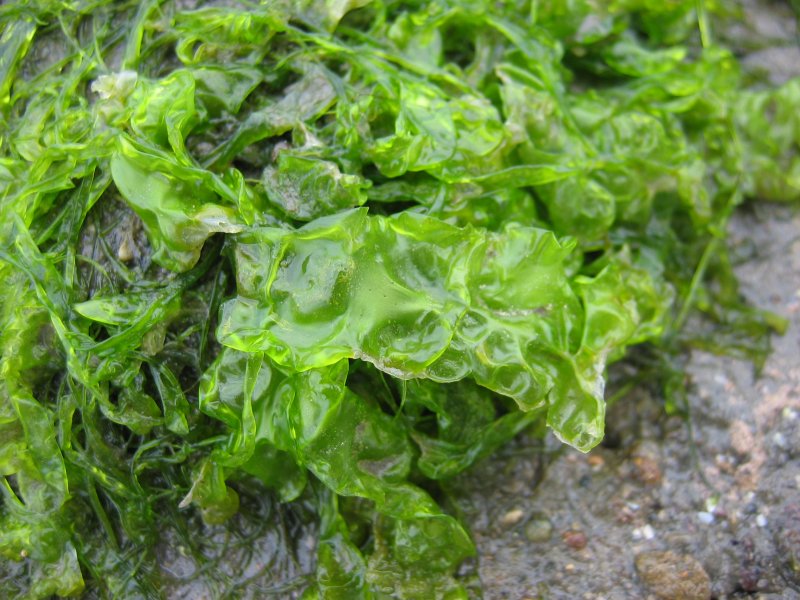 File:Ulva lactuca.jpeg