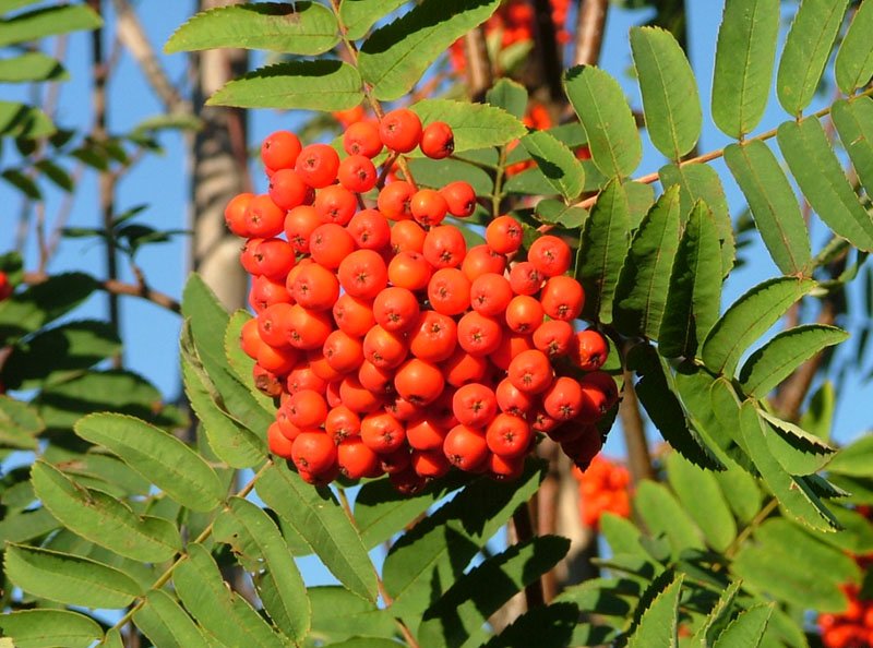 File:Rowanberries in late August 2004 in Helsinki.jpg