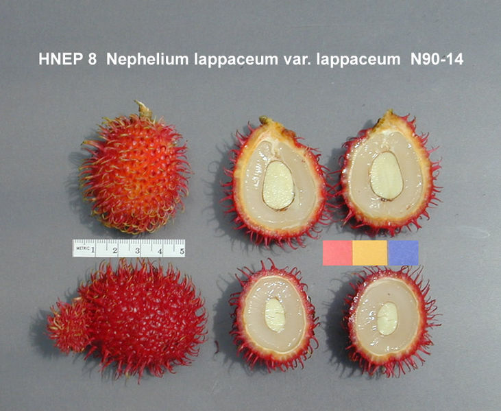 File:HNEP8.jpg