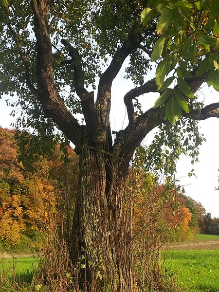 File:Zwetschgenbaum von Othmarsingen 3.jpg