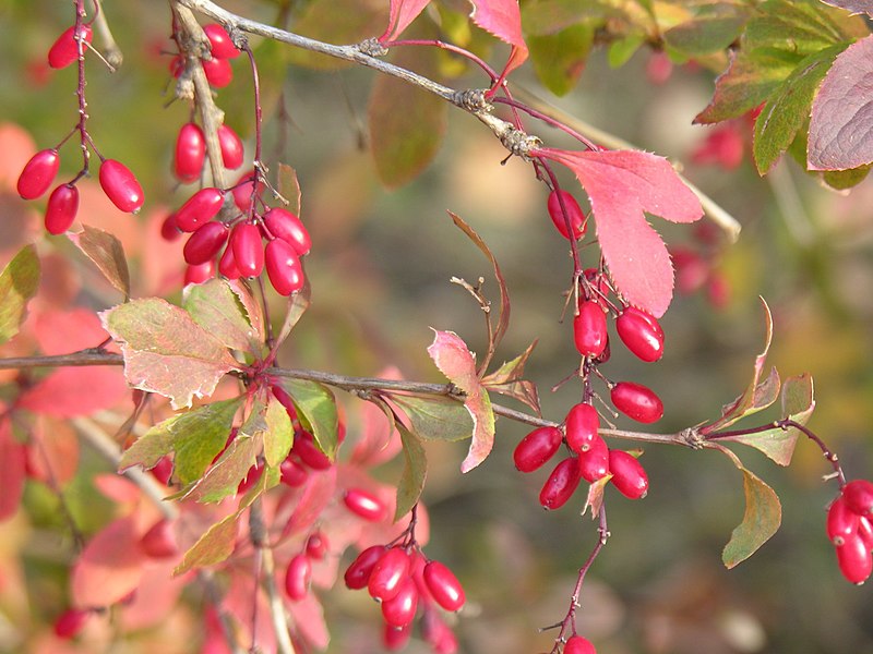 File:Berberis vulgaris4.jpg