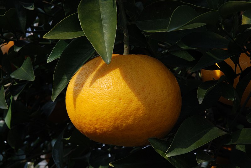 File:Citrus kawanonatsudaidai fruit.jpg