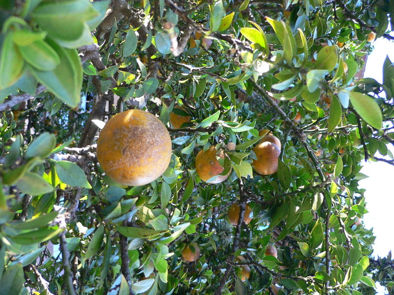 File:Citrus aurantium chinotto2.jpg