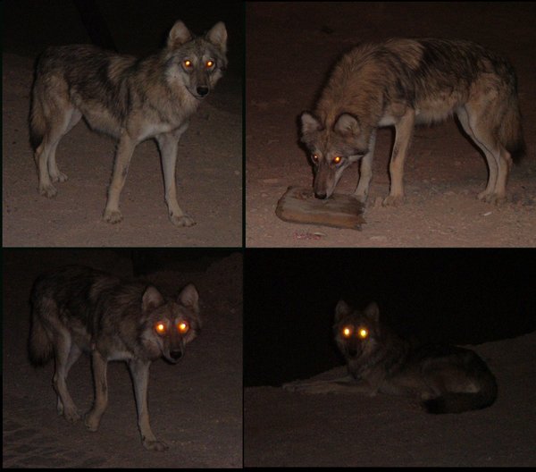 File:A desert wolf by Snoosmumrik.jpg