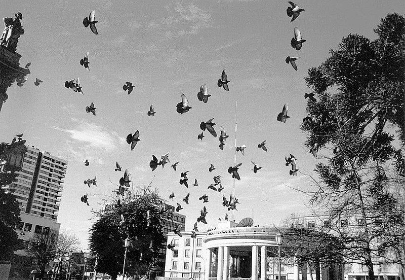 File:Plaza de Armas Concepción.jpg