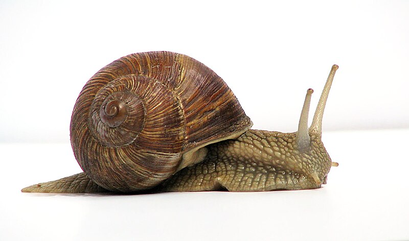 File:Grapevinesnail 01.jpg