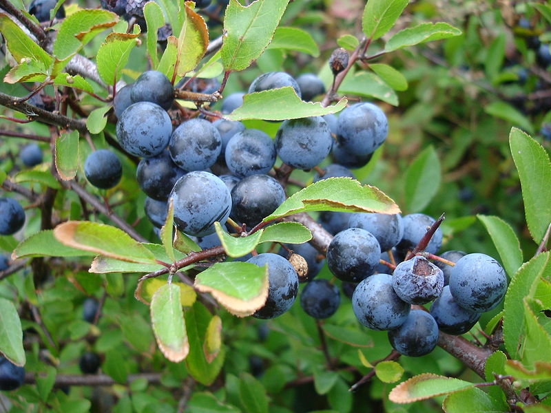 File:Closeup of blackthorn aka sloe aka prunus spinosa sweden 20050924.jpg