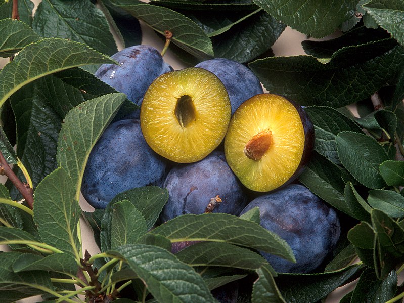 File:C5 plum pox resistant plum.jpg