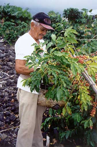 File:Hawaii-Kona-Kaffee.jpg