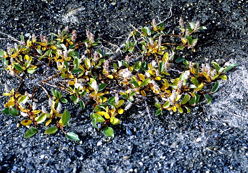 File:Salix arctica 1997-08-05.jpg