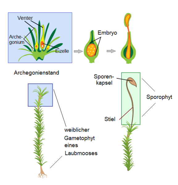 File:Laubmoos - Archegonium.png