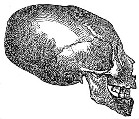 File:Awaren skull.png