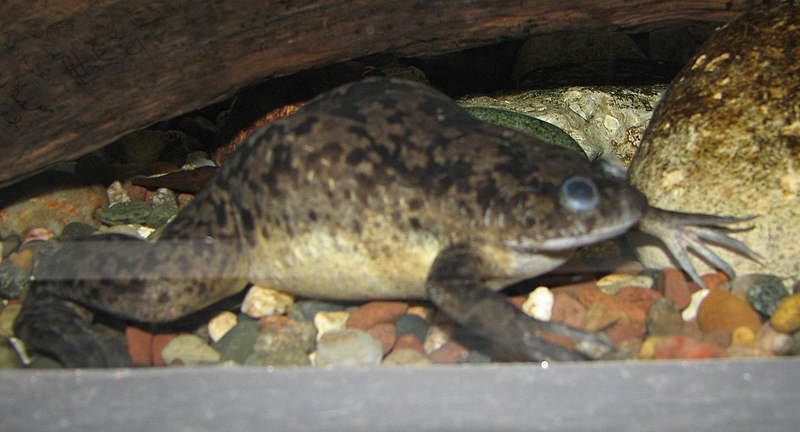 File:African Clawed Frog.jpg