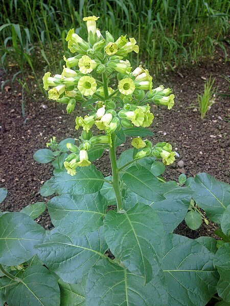 File:Nicotiana rustica - 4849.jpg