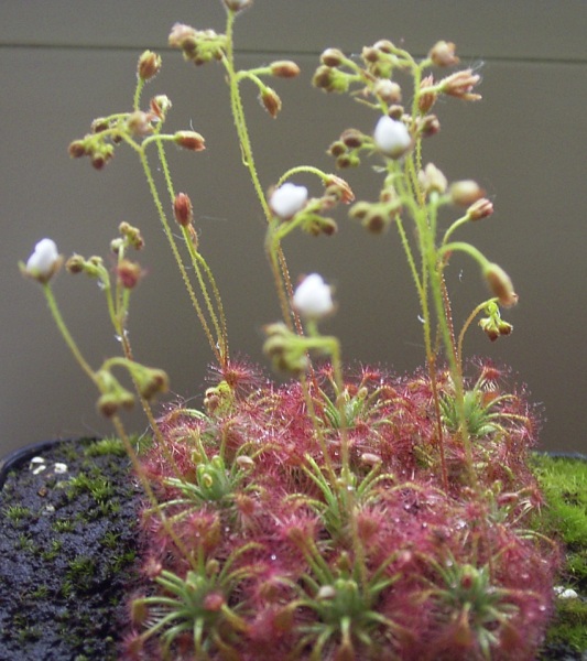 File:Drosera nitidula.jpg