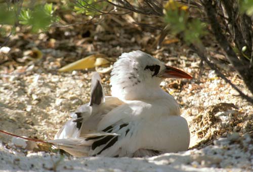 File:Kiritimati AKK Redtailed Tropicbird.jpg