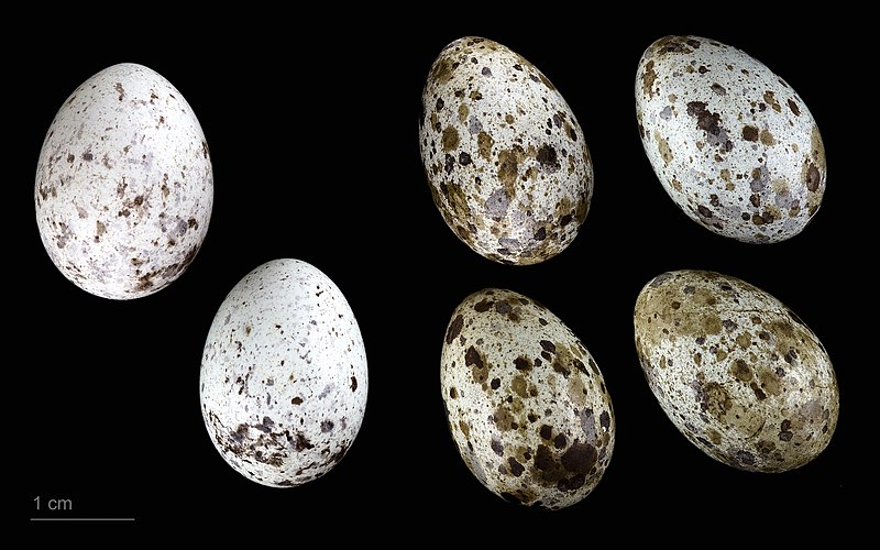 File:Cuculus canorus canorus MHNT.ZOO.2010.11.149.48.jpg