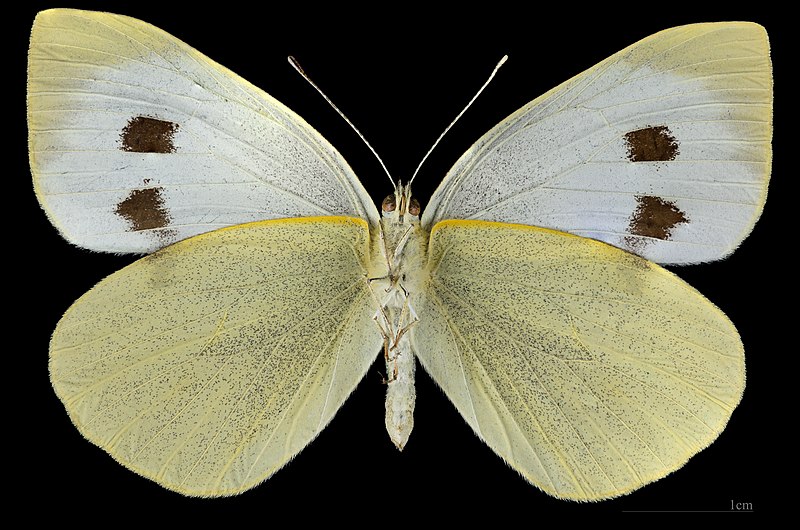 File:(MHNT) Pieris brassicae - Foret de Bouconne, France - female ventral.jpg