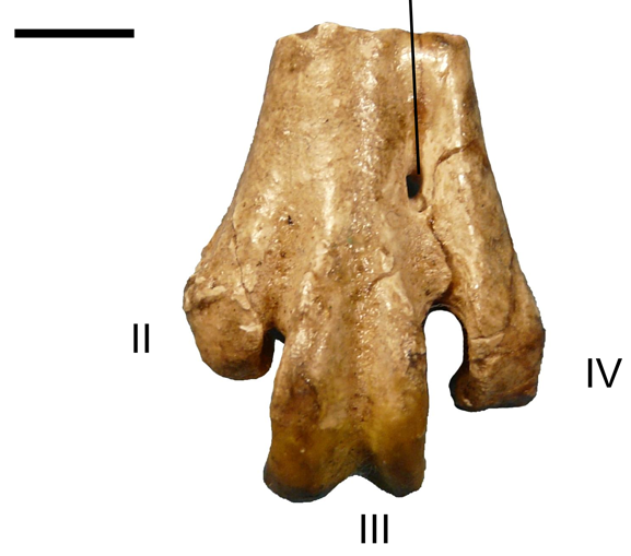 File:Cranial view of Psilopterus colzecus tarsometatarsus.png