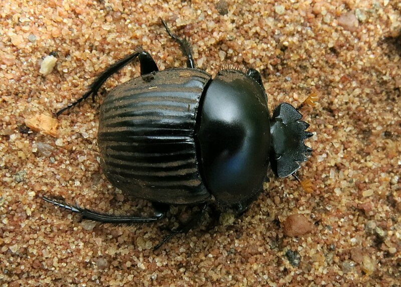 File:Soutpansberg Dung Beetle (Scarabaeus schulzeae).jpg