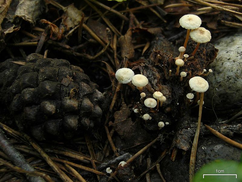 File:Collybia tuberosa group (4036951919).jpg