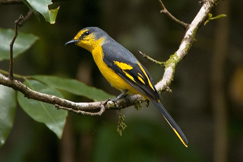 File:Pericrocotus flammeus -Sri Lanka -female-8a.jpg