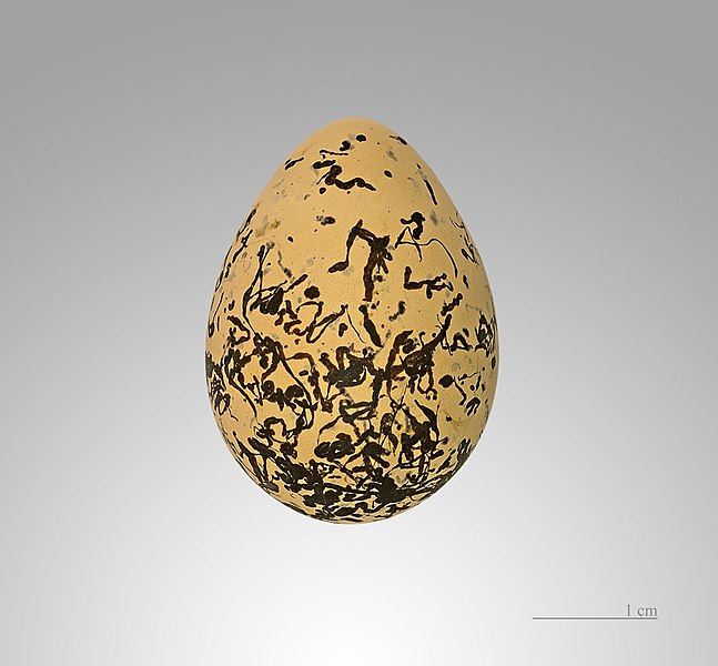 File:Charadrius alexandrinus MHNT.jpg