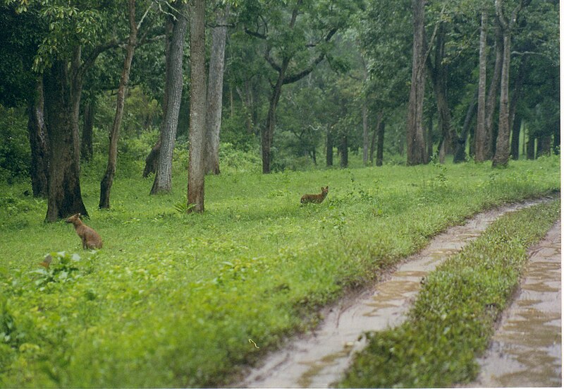 File:Dhole (asiatic wild dog) at Nagarahole wildlife sanctuary.jpg