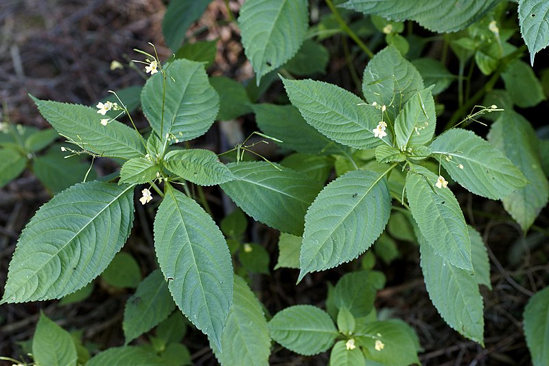 File:Impatiens parviflora Dc. (7796979734).jpg