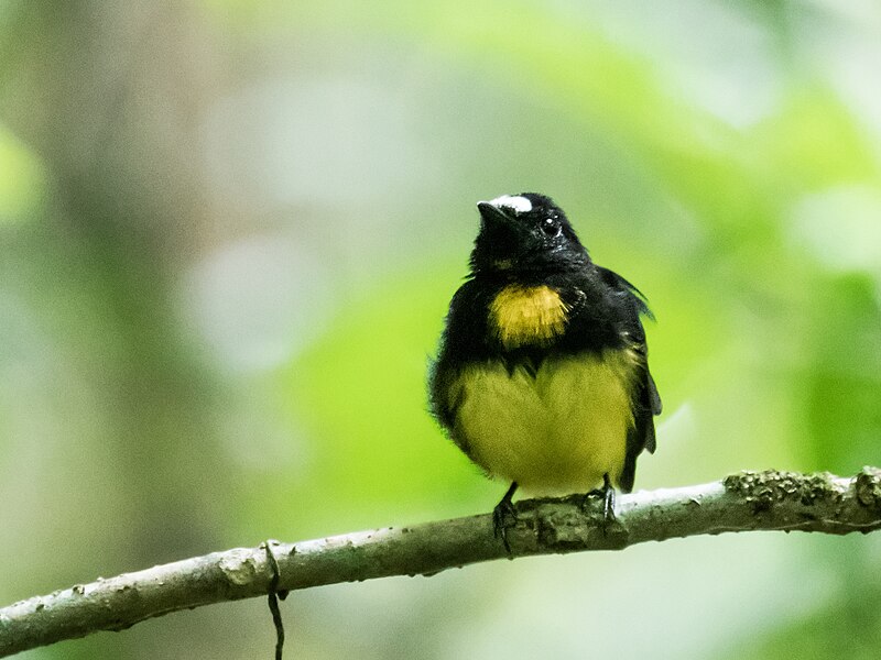 File:Lepidothrix serena - White-fronted Manakin.jpg