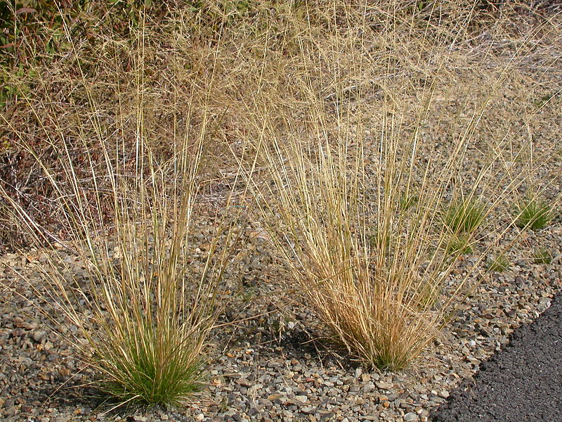 File:Agrostis scabra.jpg