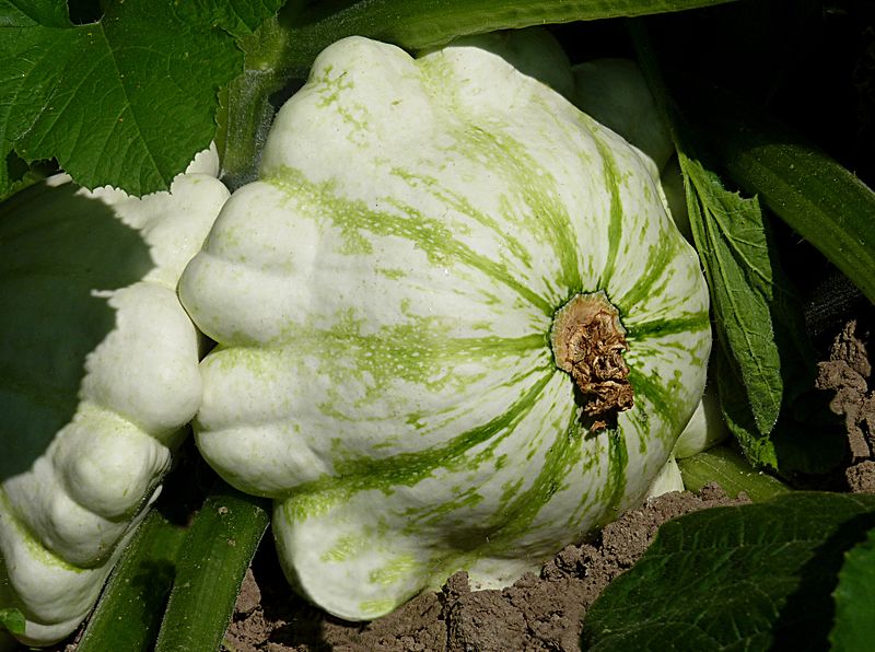 File:Pattypan squash J1.jpg