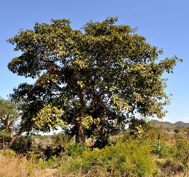 File:Ficus sur, b, Tshivhazwa dam, Venda.jpg