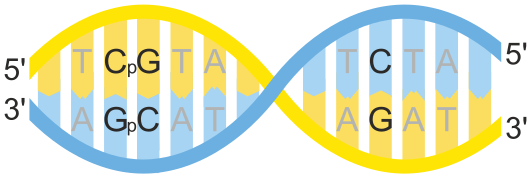 File:CpG vs C-G bp.svg