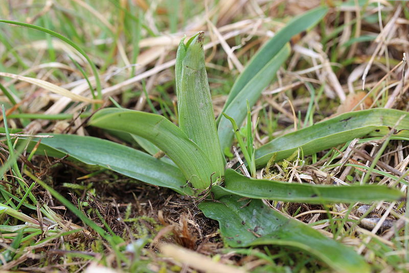 File:Anacamptis morio Chancy 24 03 2014 01.jpg