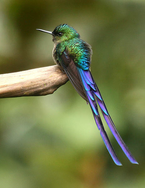 File:Violet-tailed Sylph (Aglaiocercus coelestis).jpg