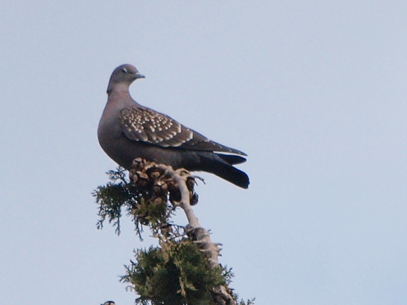 File:Patagioenas maculosa -La Plata, Buenos Aires, Argentina-8.jpg