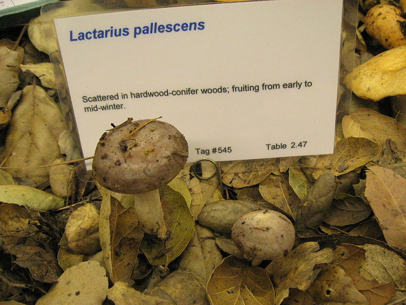 File:Lactarius pallescens 68566.jpg