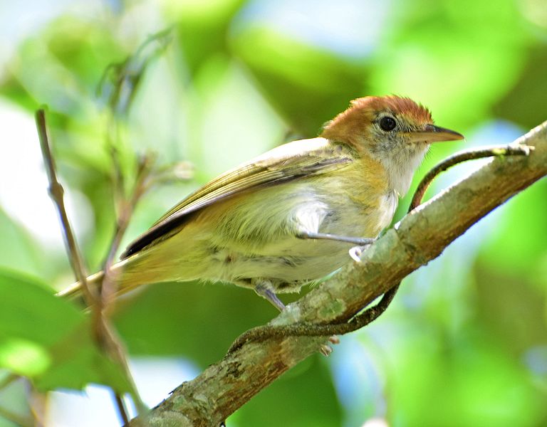 File:Hylophilus semibrunneus (Verderón castaño) (28231647886).jpg