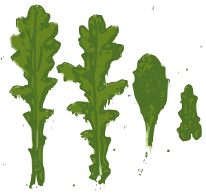 File:Leaf-Senecio vulgaris.svg