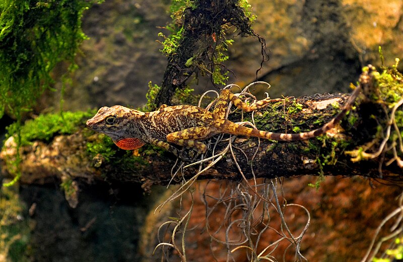 File:Anolis alvarezdeltoroi.jpg