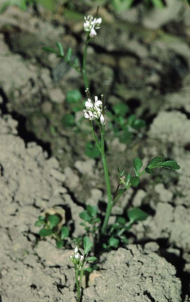 File:Cardamine hirsuta eF.jpg