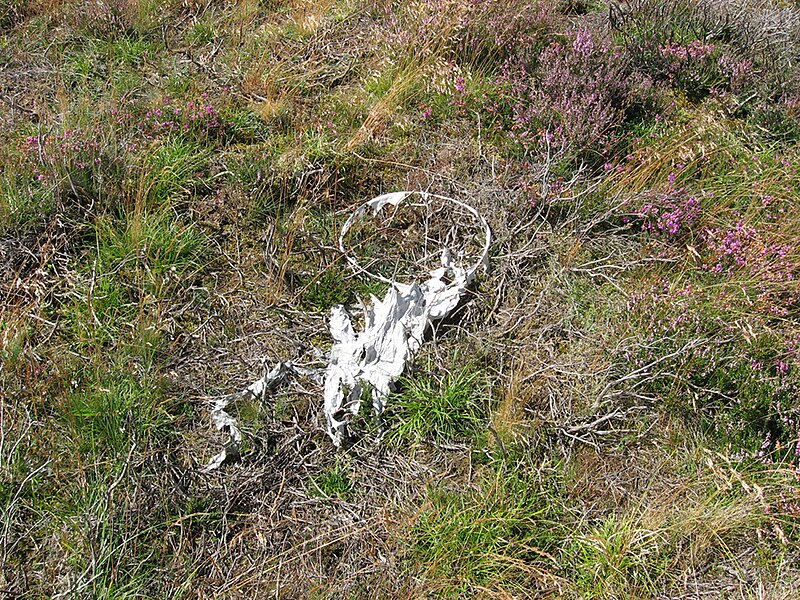 File:Chinese lantern at Muir of Dinnet national nature reserve - Copyright Scottish Natural Heritage.jpg