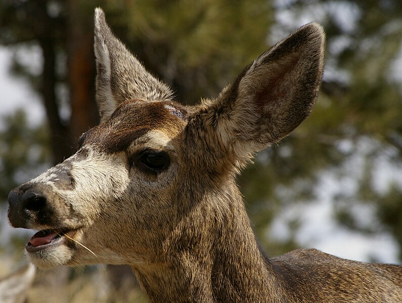 File:Mule Deer missing antler.jpg