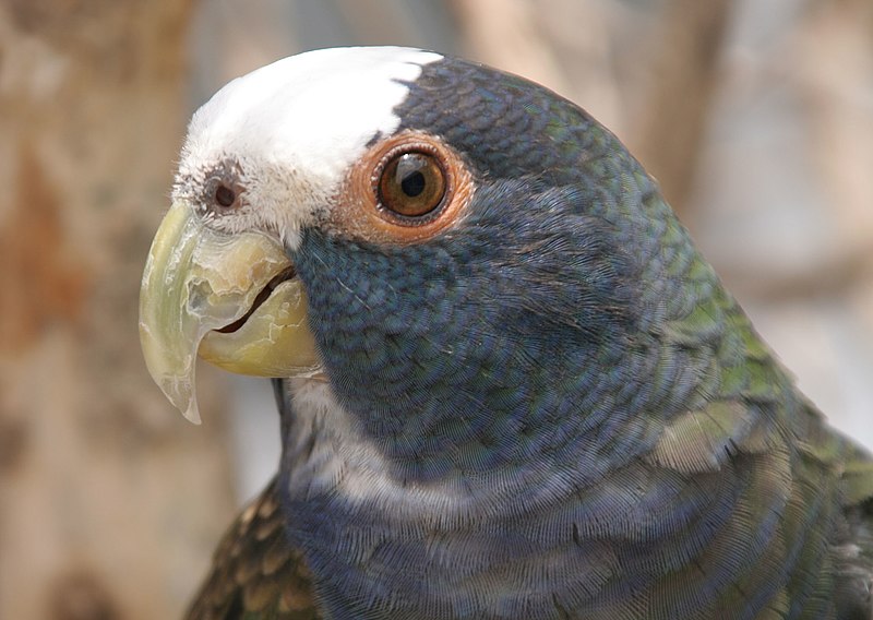 File:Pionus senilis guatemala 2.jpg