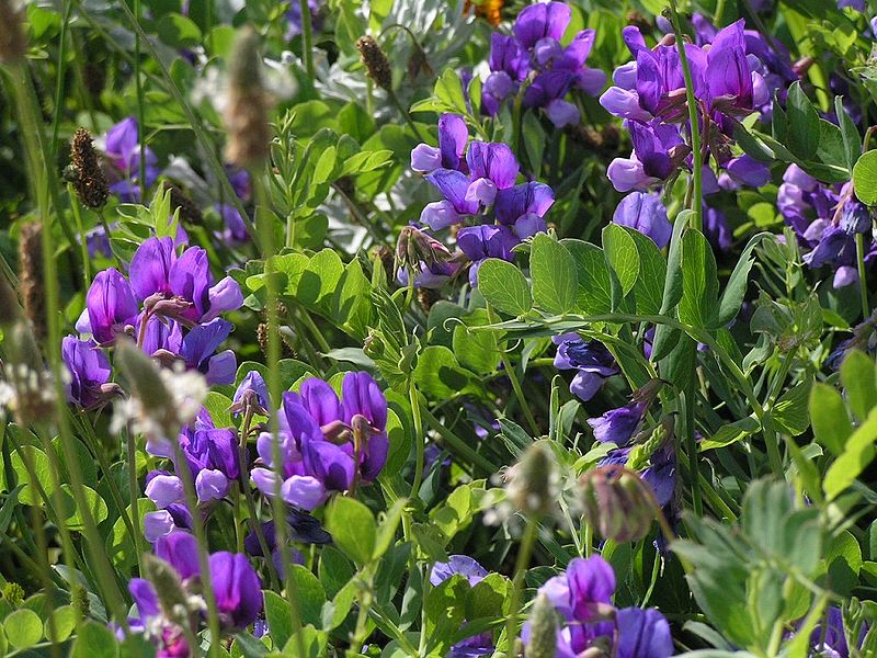 File:Lathyrus japonicusP6240223ハマエンドウ.jpg