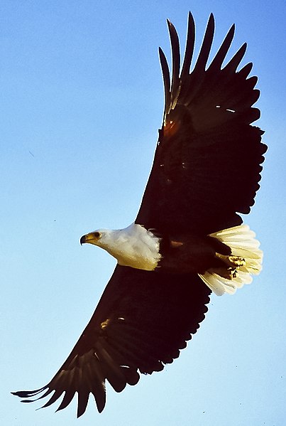 File:African fish eagle flying cropped.jpg