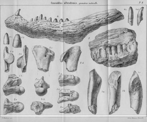 File:Crocodilus affuvelensis Matheron.jpg